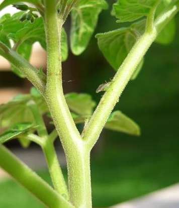 Aphids today, tomato worms tomorrow???