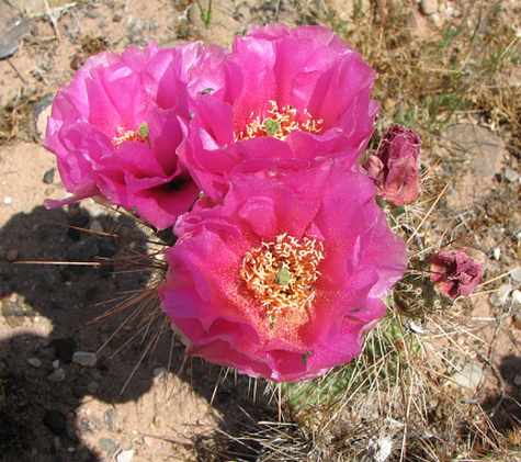 Cactus bloom