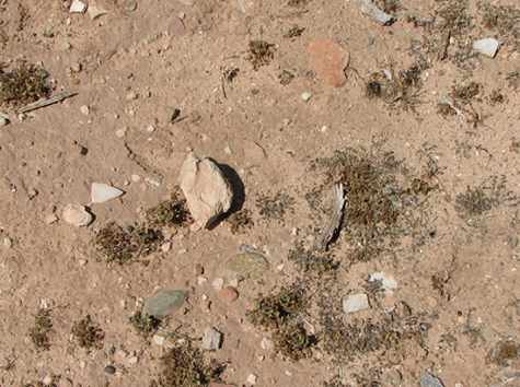 Pottery sherds