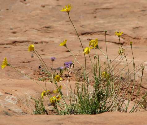 Wildflowers