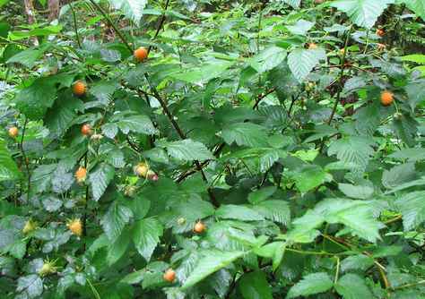 Wonder why they're called Salmonberries?