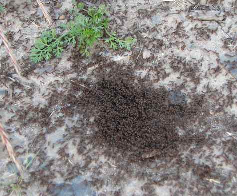 There are ants, and then there are ants