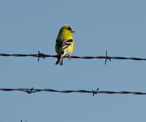 Beauty in barbed wire
