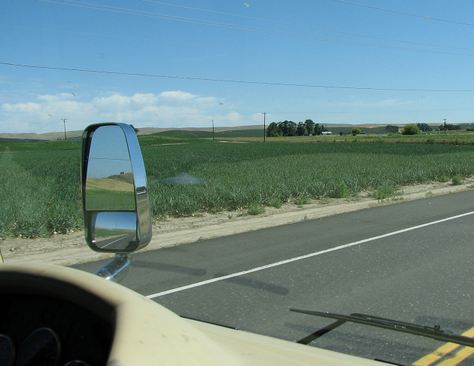 Onion fields