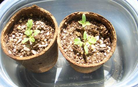 Tomato seedlings