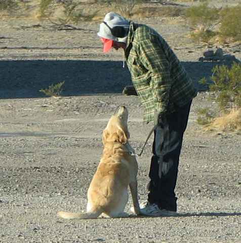 Well behaved dog