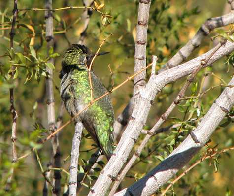 One tough little hummingbird