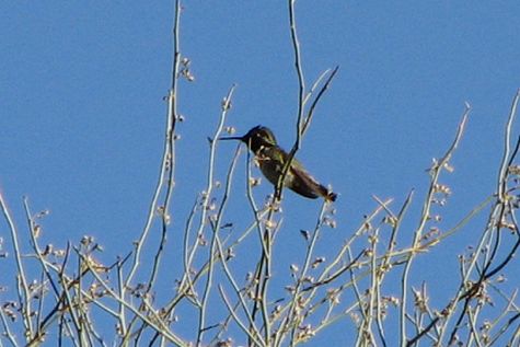 Magnificent Hummingbird