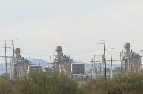 Desert plants