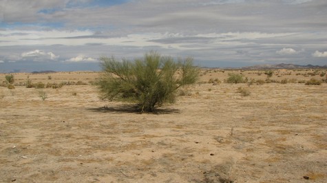 Lone bush desert