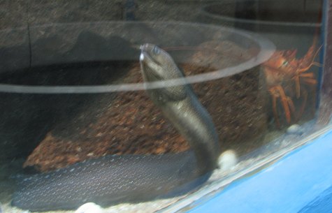 Curiosity in an eel