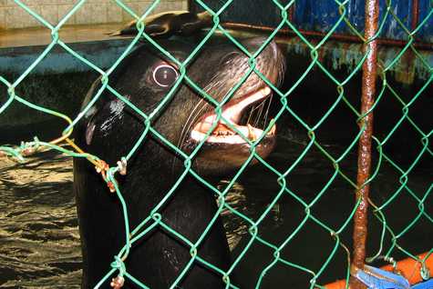 Hungry sea lion