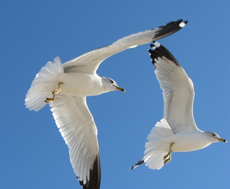 Gull in flight