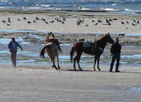Beach front horse training