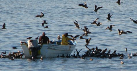 Bird boat