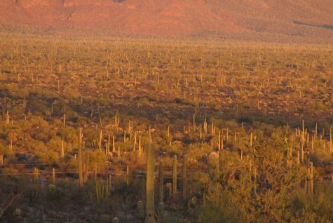 Great desert view 