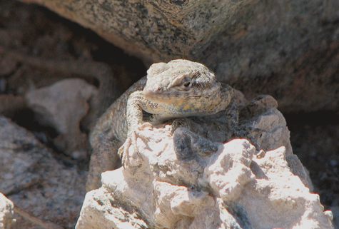 Blending of lizard and rock