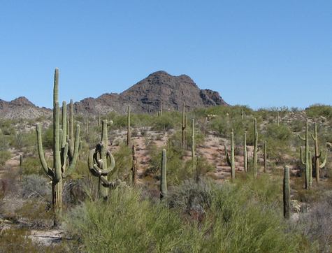 Desert scene