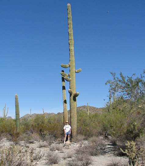 Thorns in the desert