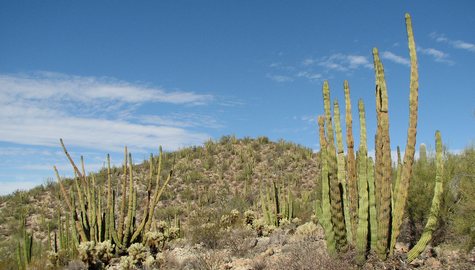 Desert scene