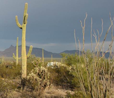 Cactus at dusk