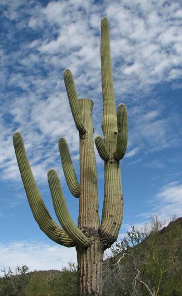 Cactus as King