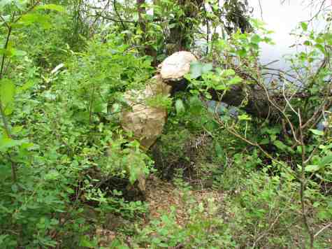 A steady chew fells the mightiest trees