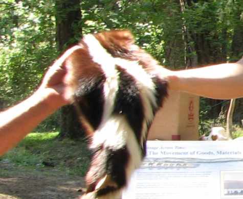 Skunk pelt