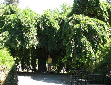 There are elm's and then there is the Camperii Elm