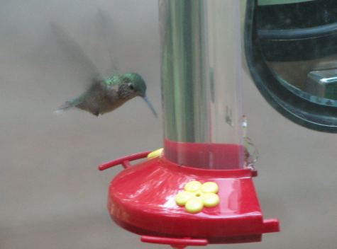 Happy hummingbird