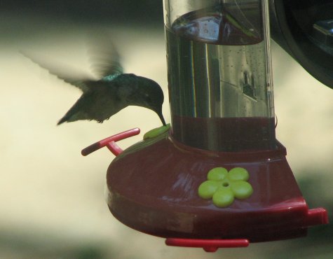 Feasting on the fly