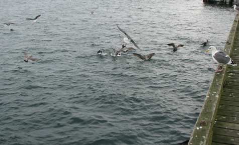 Gulls in action