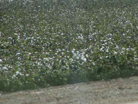 Cotton fields forever