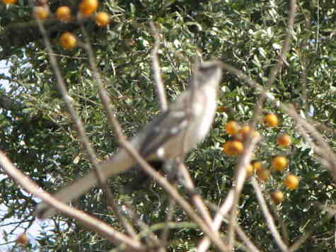 Bird in the bush