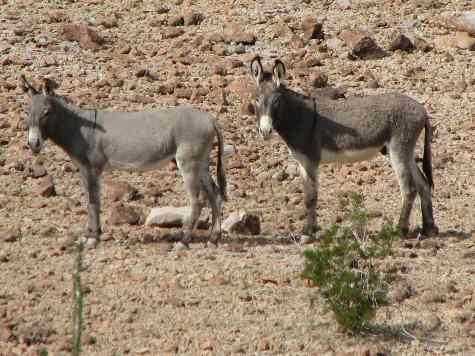 Wild burros