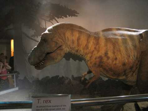 T Rex