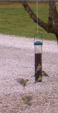 Finch arial dogfight for feeder space