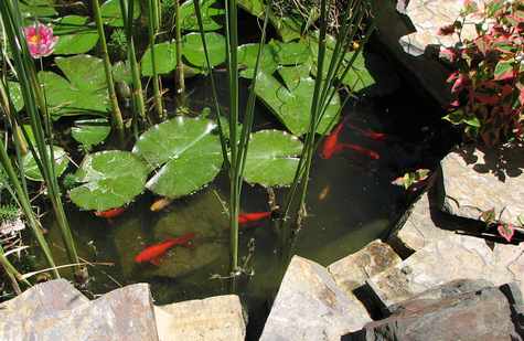 Fish pond