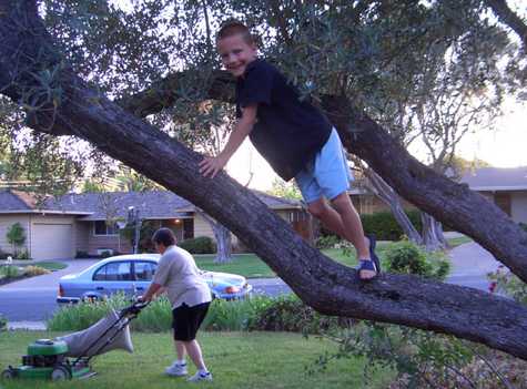 Monkey in the tree