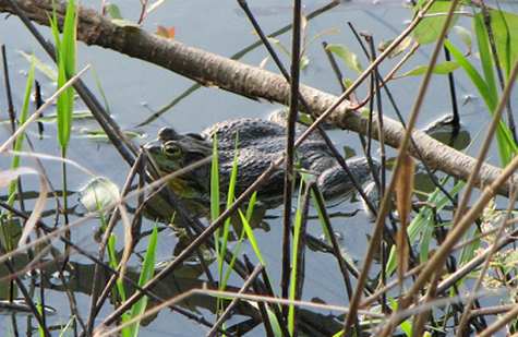 Aren't all Bullfrogs named Jeremiah?