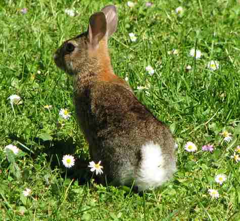 Peter Cotton Tail hopping down the bunny trail