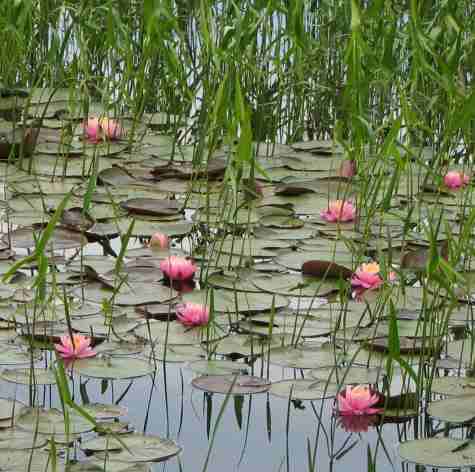 Water lilly and and arrowhead plants