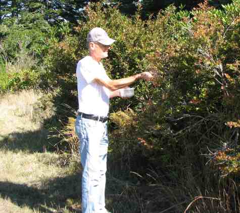 Picking huckleberries