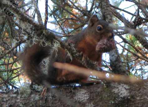 Squirreling things away