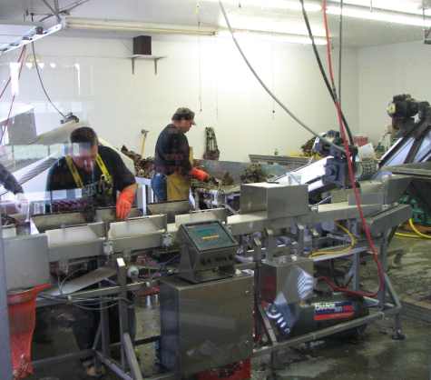 Oyster production line