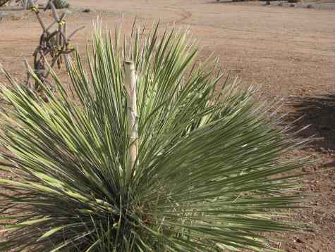 Walking stick plant