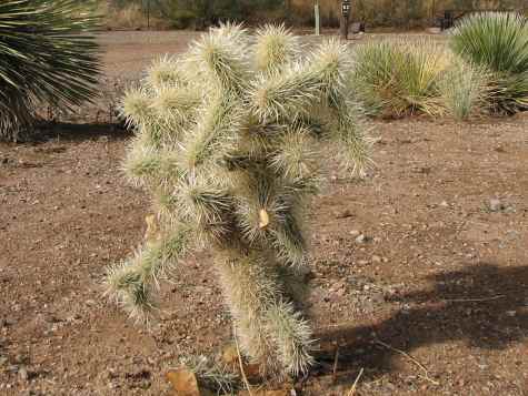 Cholla